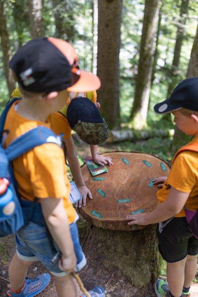 Ausflugsziel: Geisterwald Russbach | Dachstein West