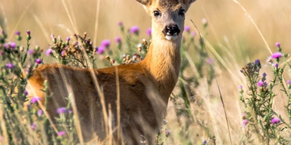 Reis met kinderen - Bretten - Wildline