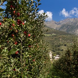 Urlaub: Die vielen Bauern verwandeln das ganze Land zu einem Apfelparadies! Aber auch Trauben, Birnen, Kastanien und vieles mehr wird hier lokal gepflanzt. - Naturns