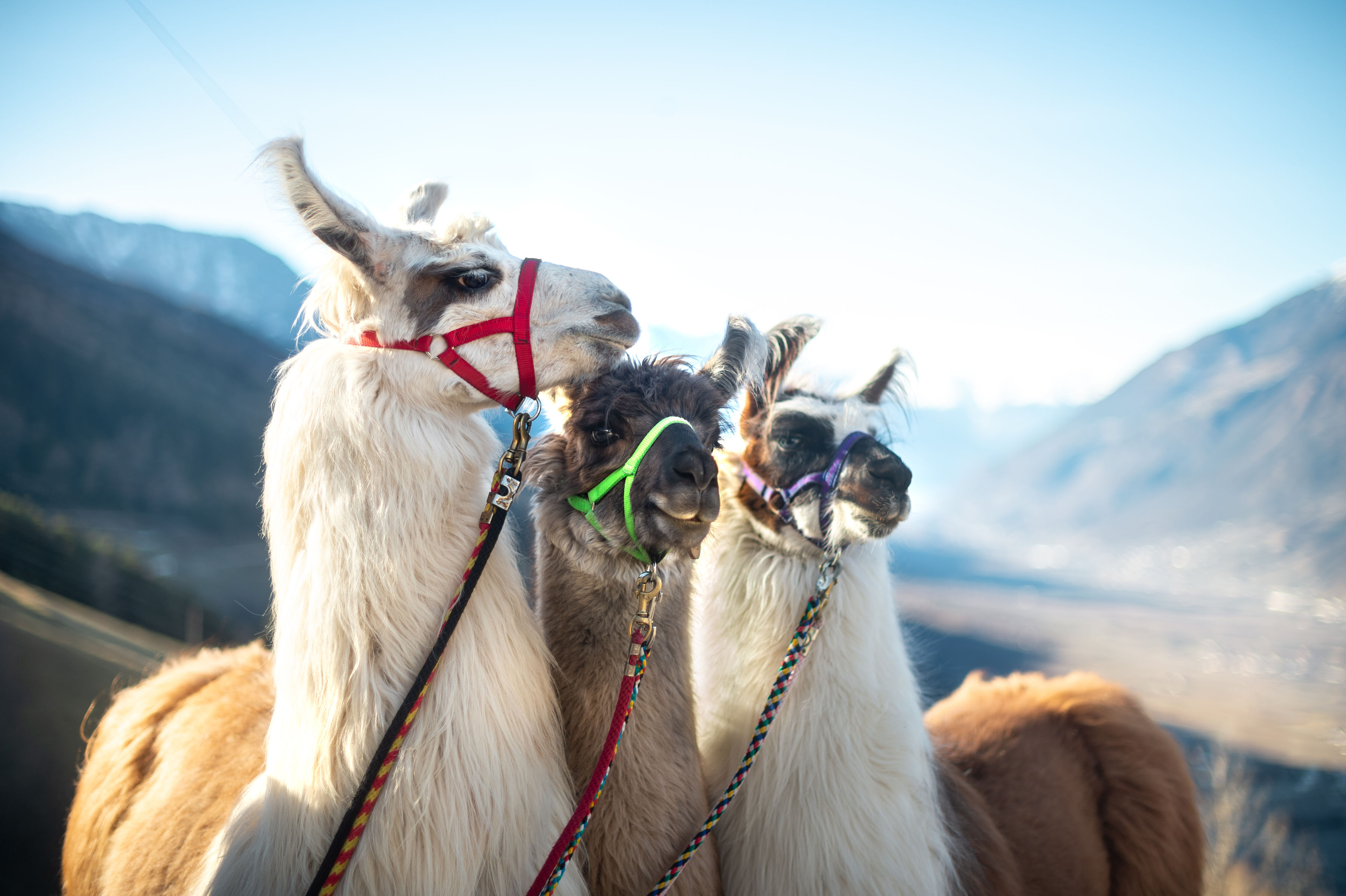 Urlaub: Hier werden Kinderaugen ganz groß! Aber nicht nur Lamatouren, sondern auch Schatzsuchen, Kinderwerkstätten, Kletterkurse und Minigolf-Nachmittage stehen in Naturns auf dem Programm. - Naturns