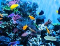 Ausflugsziel: Aquarium Porec