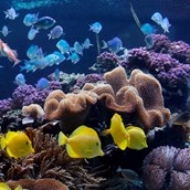 Ausflugsziel - Korallen mit Fischen - SEA LIFE Speyer