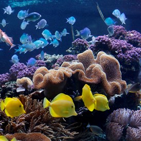 Ausflugsziel: Korallen mit Fischen - SEA LIFE Speyer