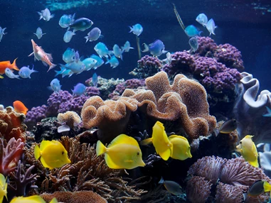 Ausflugsziel: Korallen mit Fischen - SEA LIFE Speyer