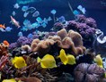 Ausflugsziel: Korallen mit Fischen - SEA LIFE Speyer