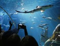 Ausflugsziel: Hai aus dem Tunnel fotografiert - SEA LIFE Speyer