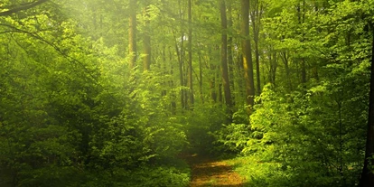 Reis met kinderen - Münstertal - Symbolbild für Ausflugsziel Walderlebnispfad Wieselweg (Baden-Württemberg).
 - Walderlebnispfad Wieselweg