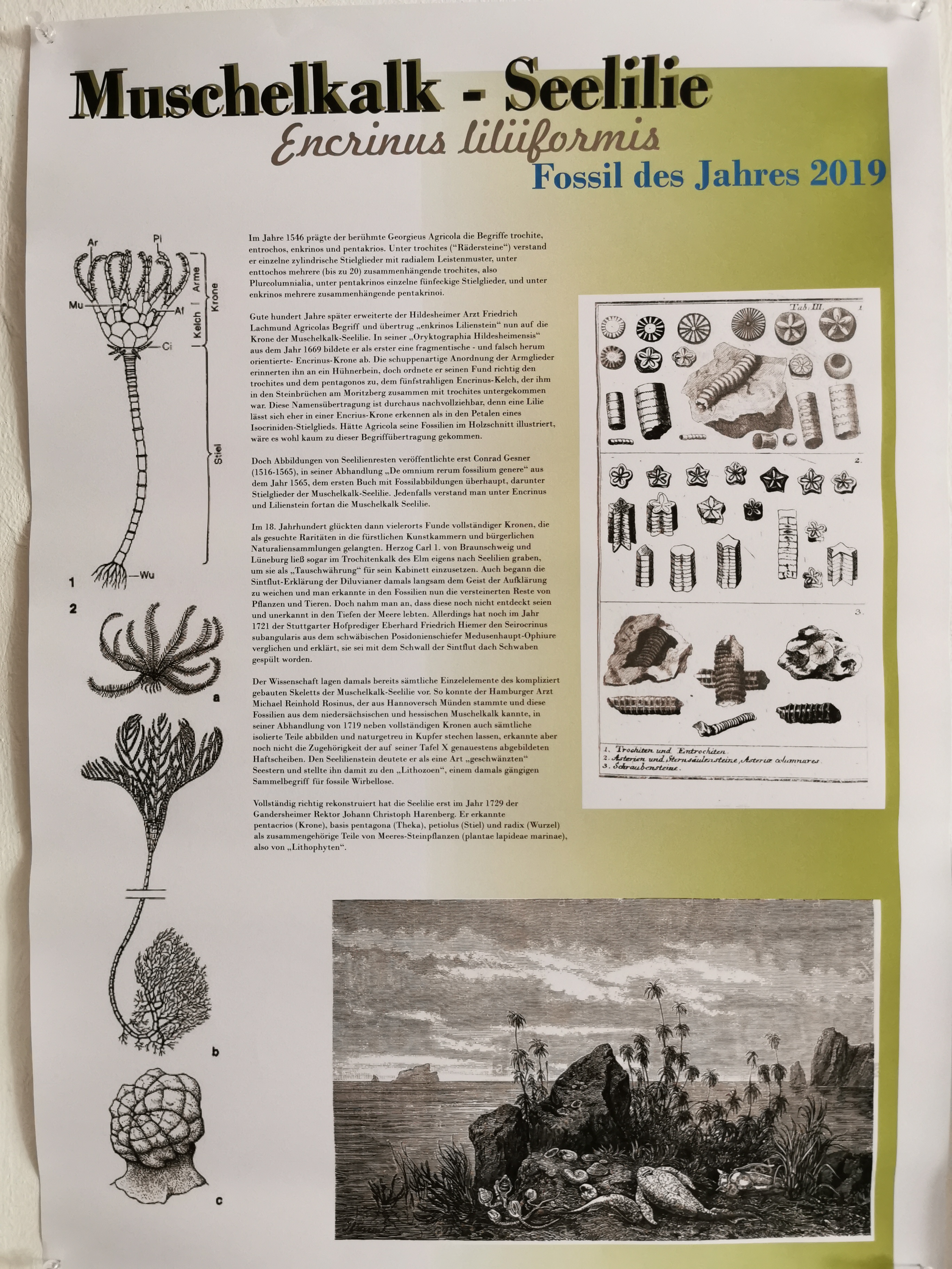 Ausflugsziel: Trias Museum 