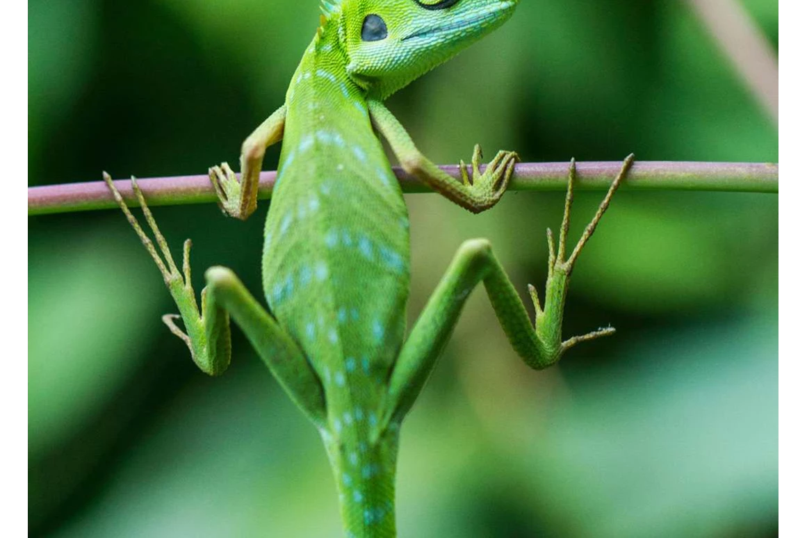 Ausflugsziel: Symbolbild für Ausflugsziel Reptiland. Keine korrekte oder ähnlich Darstellung! - Reptiland