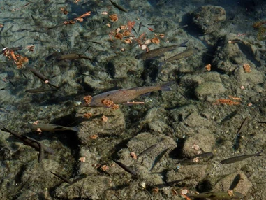 Ausflugsziel: Symbolbild für Ausflugsziel Museo Sisàn (Venetien). - Museo Sisàn