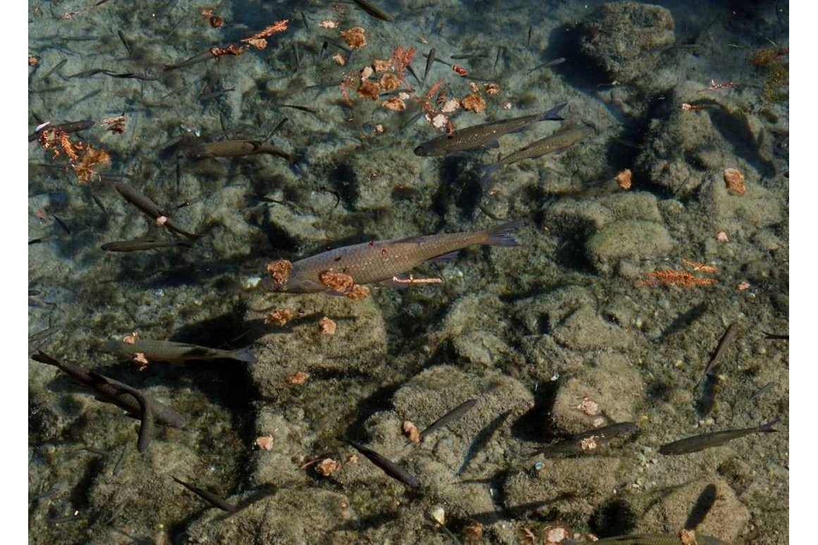 Ausflugsziel: Symbolbild für Ausflugsziel Museo Sisàn (Venetien). - Museo Sisàn