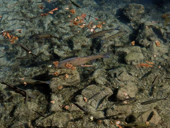 Ausflugsziel: Museo Sisàn