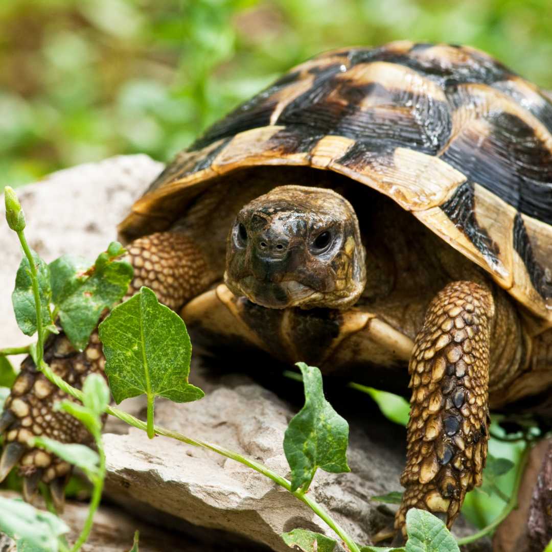 Trip with children - Lombardy - Symbolbild für Ausflugsziel Parco Faunistico le cornelle (Lombardei). - Parco Faunistico le cornelle