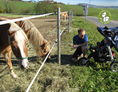 Ausflugsziel: Hier sind fast immer Pferde auf den Weiden zu finden - Buchberg mit dem Kinderwagen