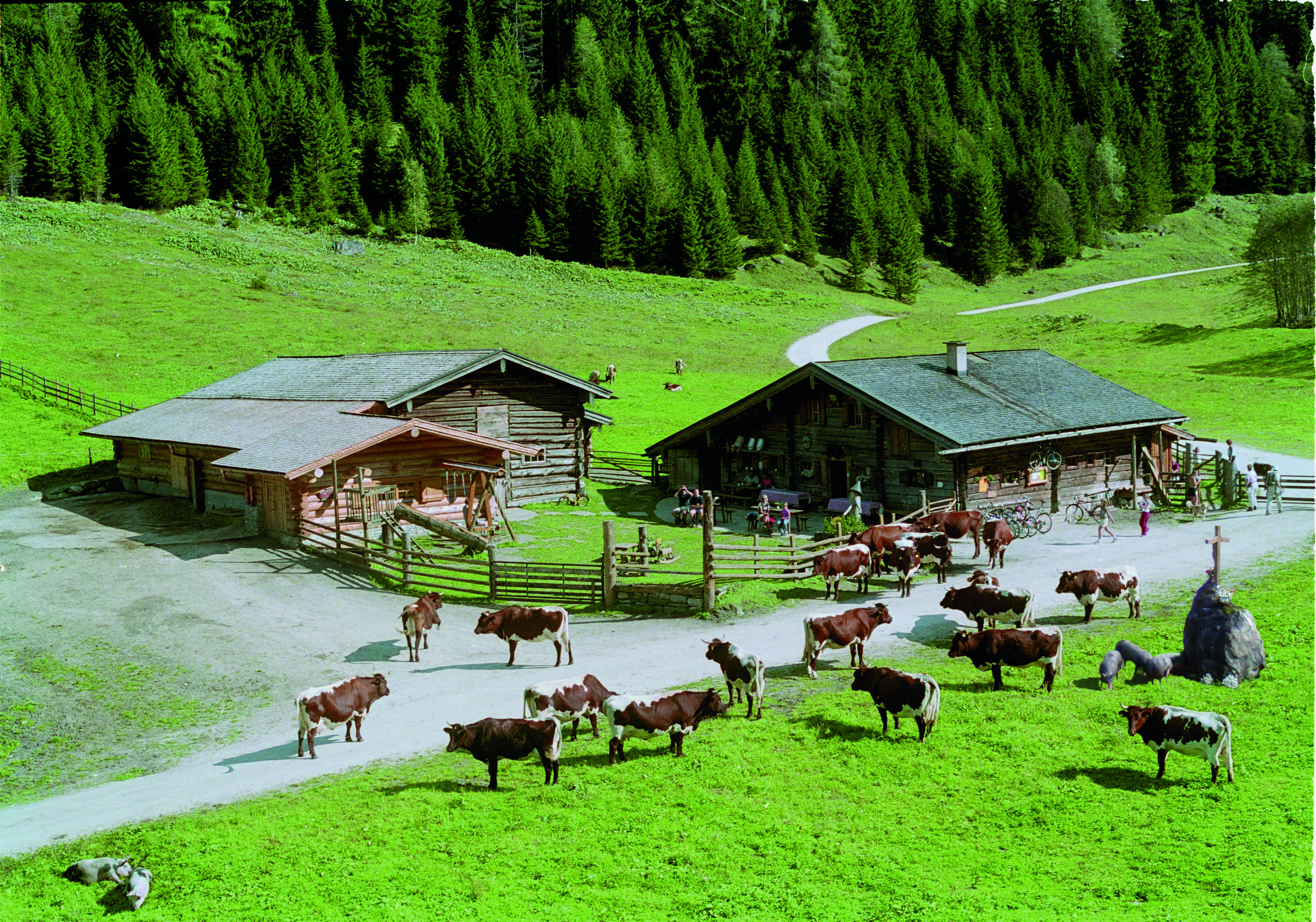 Trip with children - Großarl - Unsere gutmütigen Pinzgauer Kühe prägen
die Alm. Am Nachmittag können die Kinder beim Melken zuschauen und die Milch verkosten. - PALFNER ALM im Seidlwinkltal