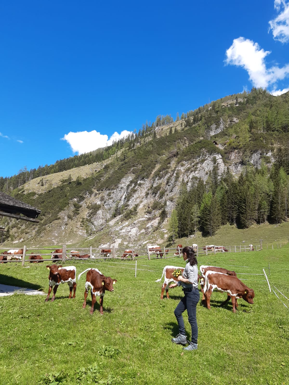 Ausflugsziel: PALFNER ALM im Seidlwinkltal