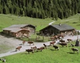 Ausflugsziel: Unsere gutmütigen Pinzgauer Kühe prägen
die Alm. Am Nachmittag können die Kinder beim Melken zuschauen und die Milch verkosten. - Palfner Alm Rauris