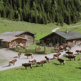 Ausflugsziel: Unsere gutmütigen Pinzgauer Kühe prägen
die Alm. Am Nachmittag können die Kinder beim Melken zuschauen und die Milch verkosten. - Palfner Alm Rauris