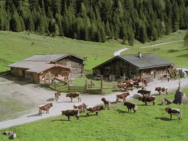 Ausflugsziel: Unsere gutmütigen Pinzgauer Kühe prägen
die Alm. Am Nachmittag können die Kinder beim Melken zuschauen und die Milch verkosten. - Palfner Alm Rauris