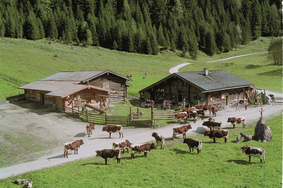 Ausflugsziel: Unsere gutmütigen Pinzgauer Kühe prägen
die Alm. Am Nachmittag können die Kinder beim Melken zuschauen und die Milch verkosten. - Palfner Alm Rauris