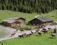 Ausflugsziel: Unsere gutmütigen Pinzgauer Kühe prägen
die Alm. Am Nachmittag können die Kinder beim Melken zuschauen und die Milch verkosten. - Palfner Alm Rauris