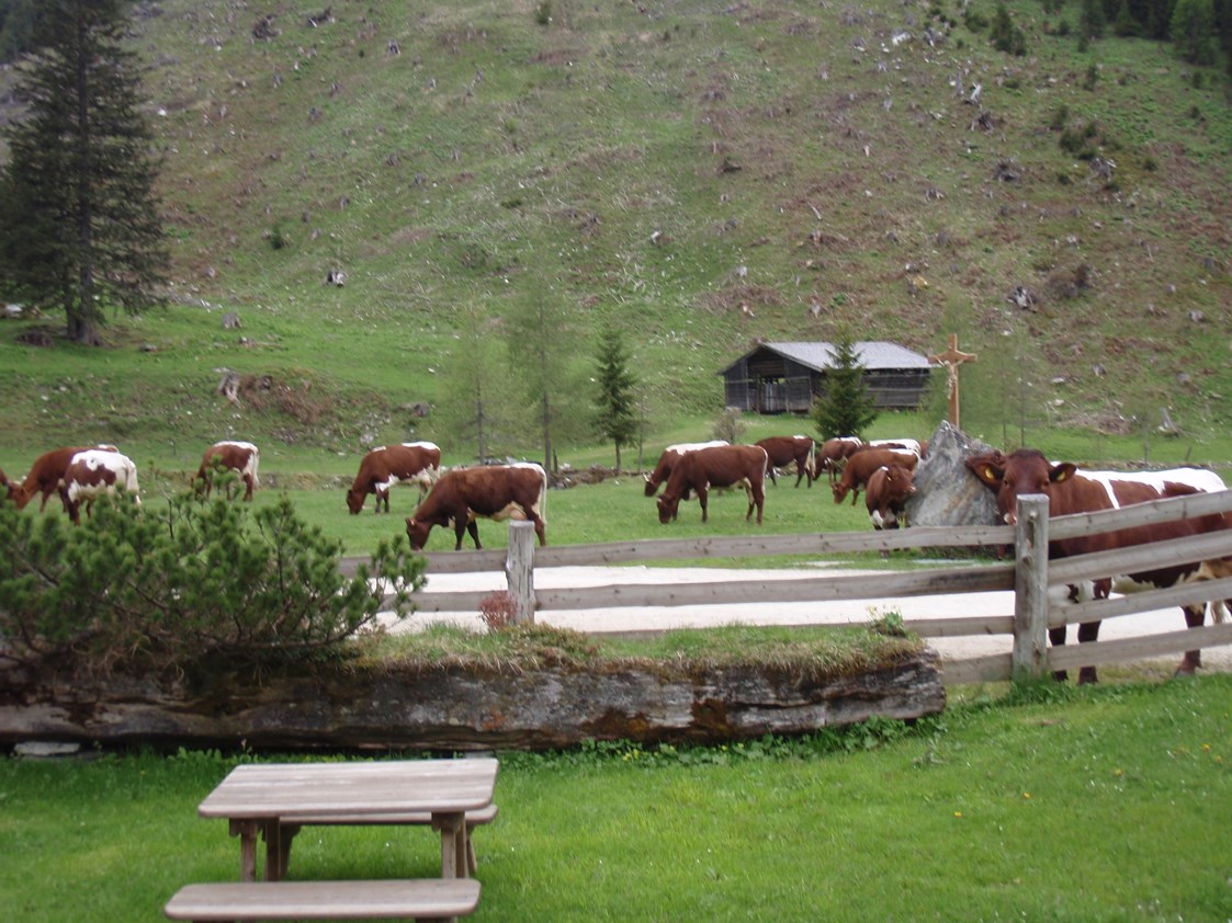 Ausflugsziel: Unsere schönen Pinzgauer Kühe fressen nur frisches 
Gras - Palfner Alm Rauris