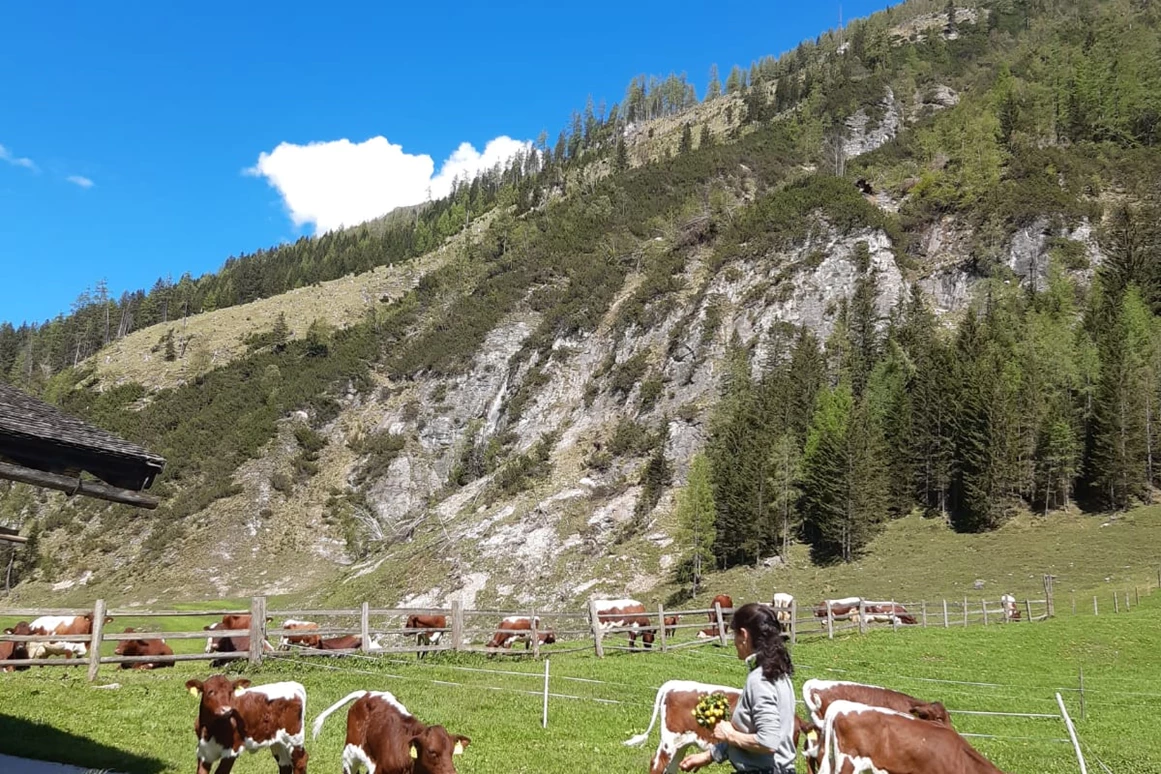 Ausflugsziel: Palfner Alm Rauris