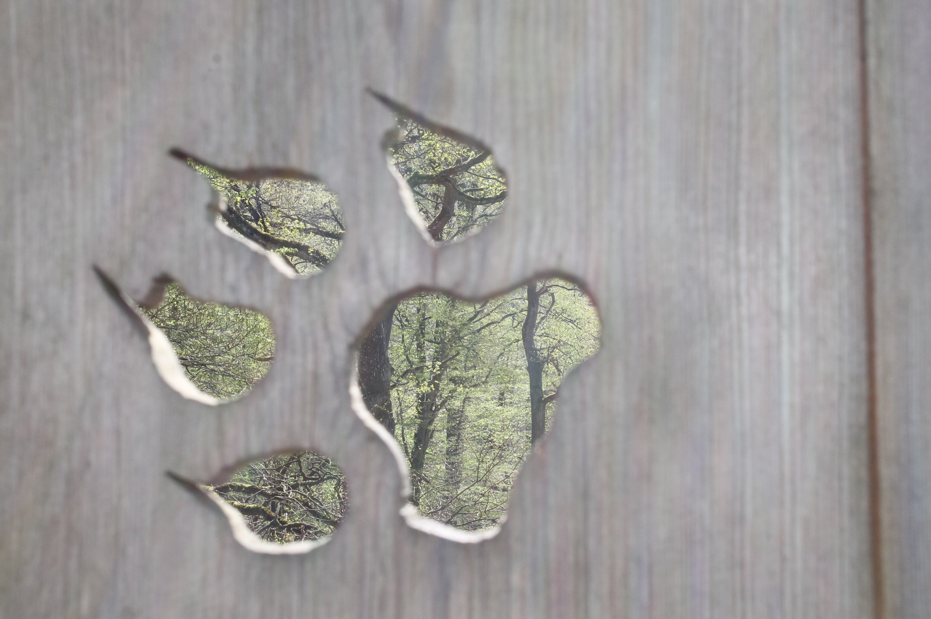 Ausflugsziel: Wildpark Ernstbrunn (Dörfles)