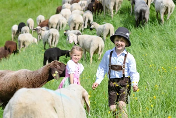 Ausflugsziel: 800 Schafe pflegen im Sommer die Pisten des Winters. - Streichelzoo und Disc Golf Parcours 