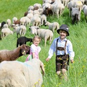 Ausflug mit Kindern: 800 Schafe pflegen im Sommer die Pisten des Winters. - Streichelzoo und Disc Golf Parcours 