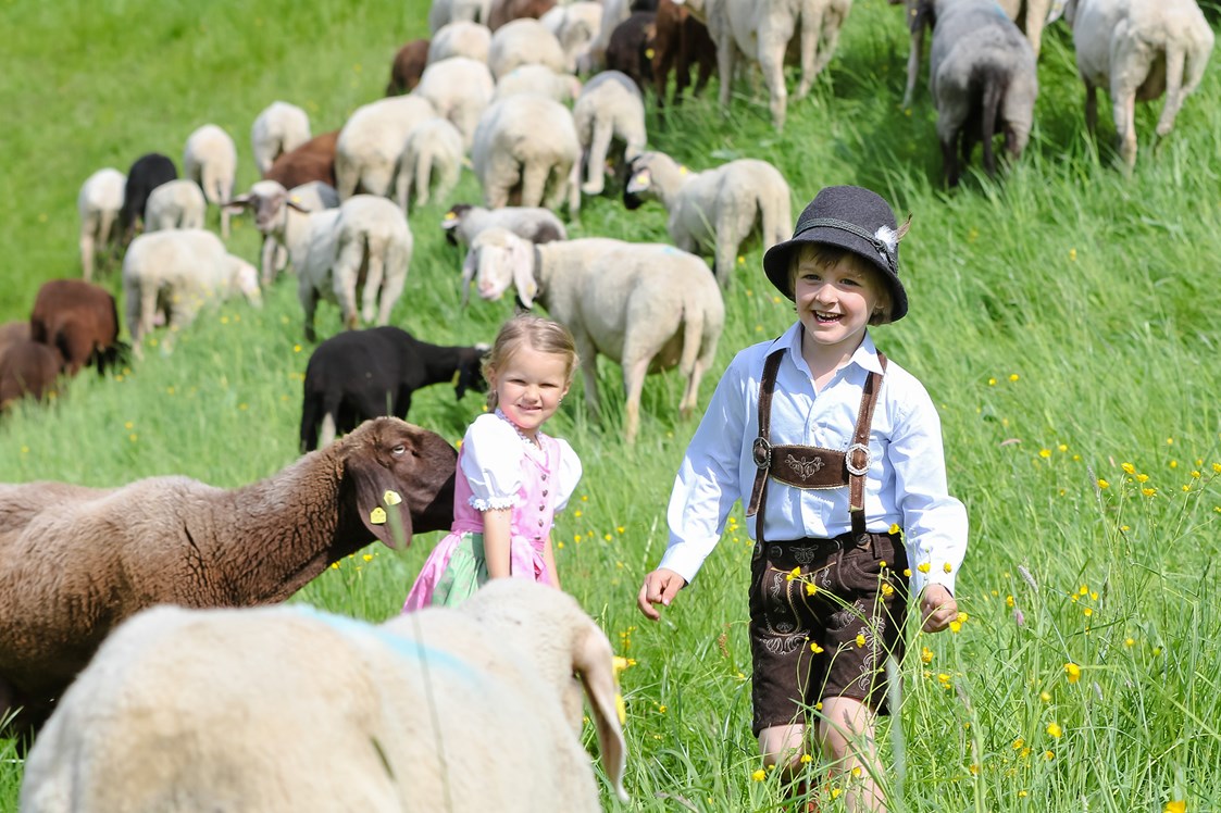 Ausflugsziel: 800 Schafe pflegen im Sommer die Pisten des Winters. - Streichelzoo und Disc Golf Parcours 