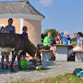 Ausflugsziel: Eselwandern am Eselhof Berndlgut