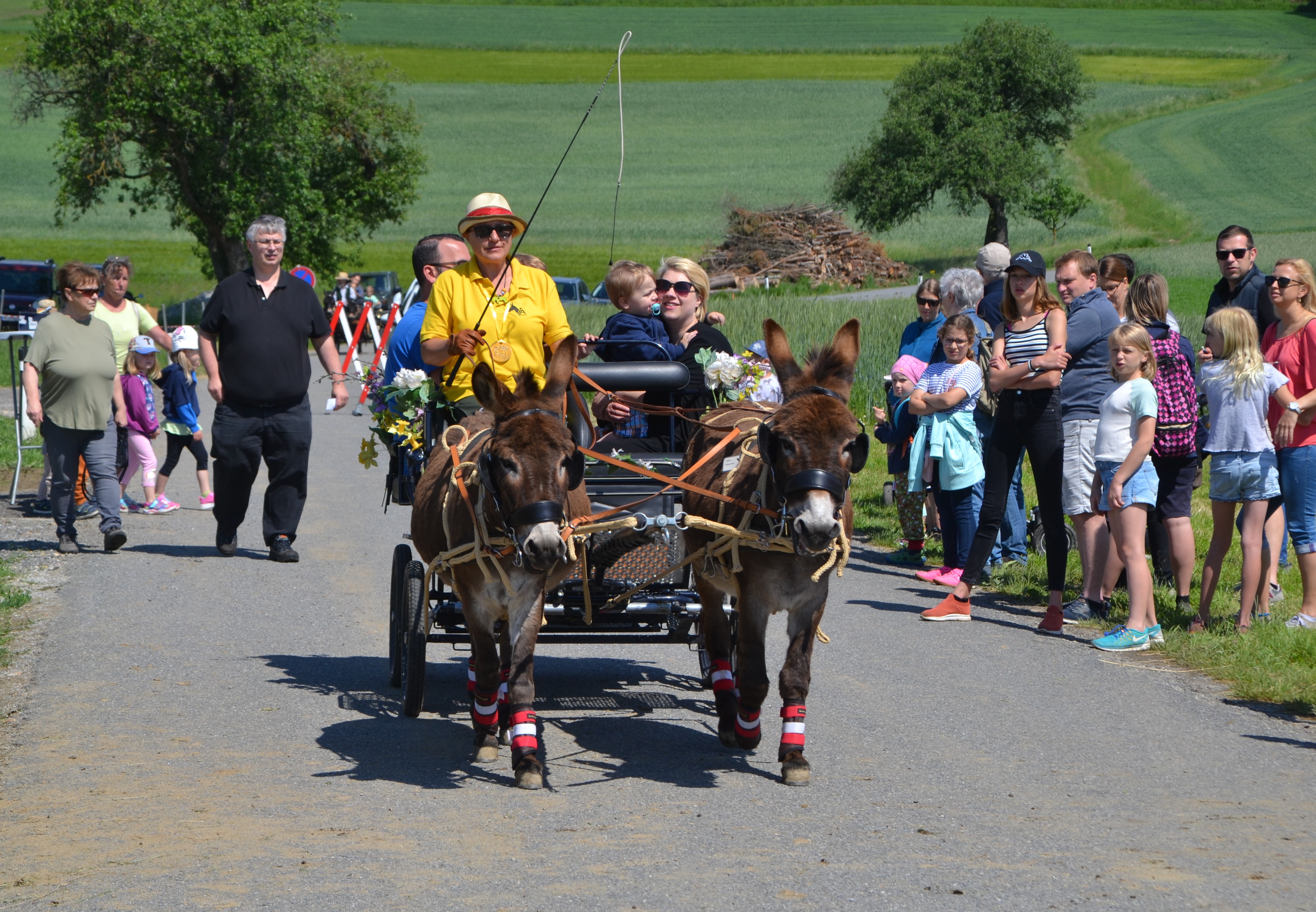 Ausflugsziel: Esel-Kutschenfahrten Eselhof Berndlgut