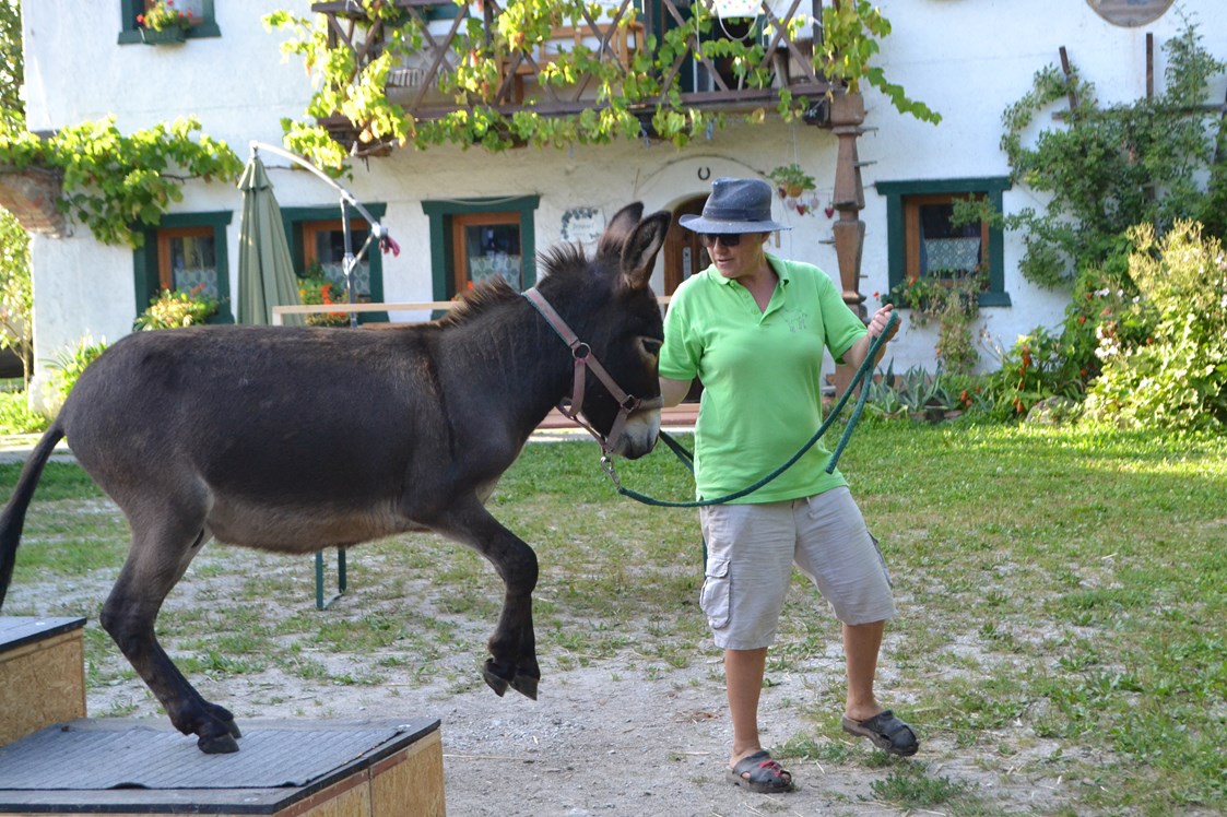 Ausflugsziel: Esel-Führerschein am Berndlgut