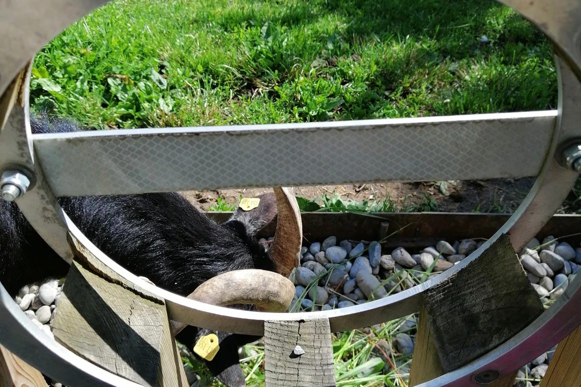 Ausflugsziel: Doppelmayr Zoo