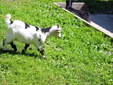 Ausflugsziel: Doppelmayr Zoo