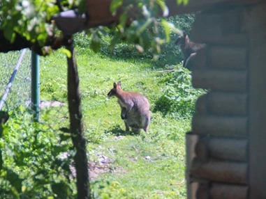 Ausflugsziel: Doppelmayr Zoo