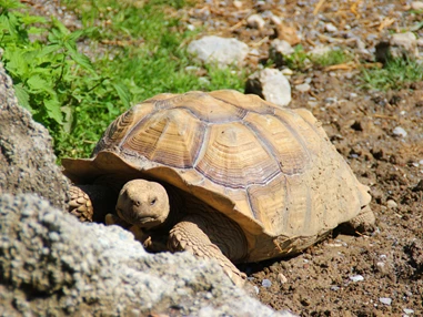 Ausflugsziel: Doppelmayr Zoo