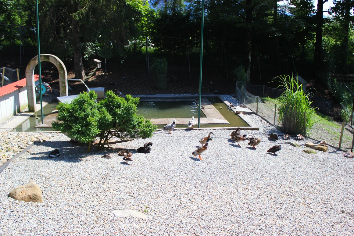 Ausflugsziel: Doppelmayr Zoo