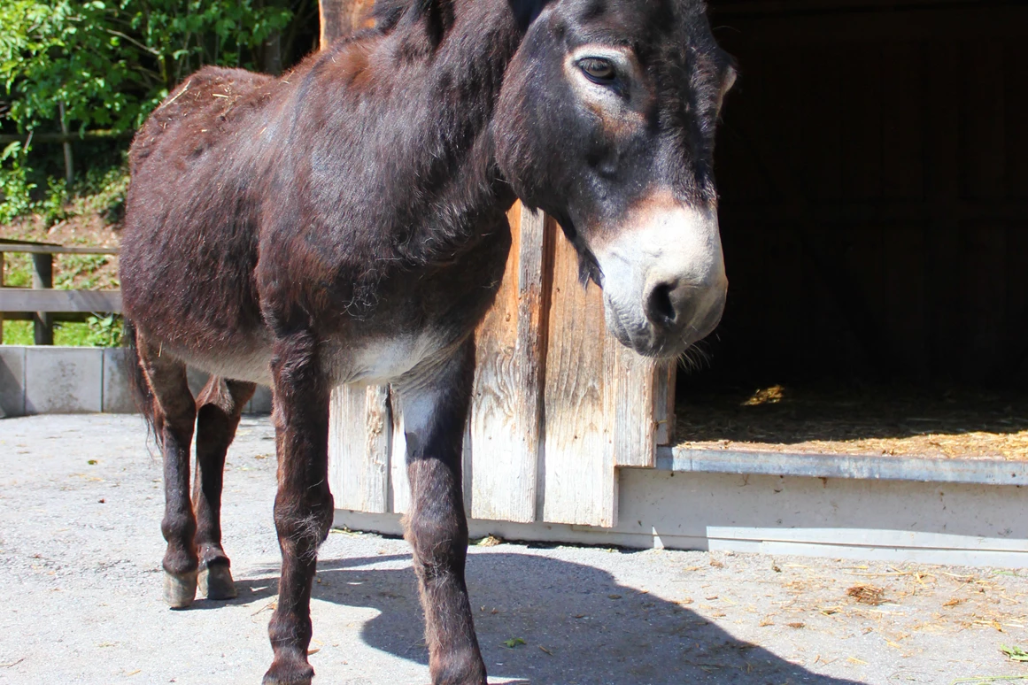 Ausflugsziel: Doppelmayr Zoo