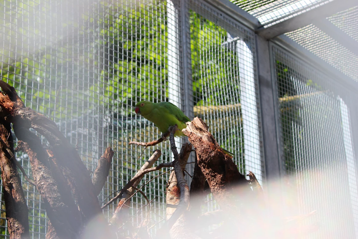 Ausflugsziel: Doppelmayr Zoo