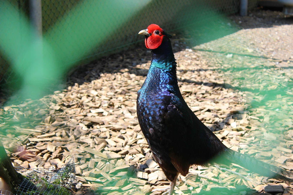 Ausflugsziel: Doppelmayr Zoo