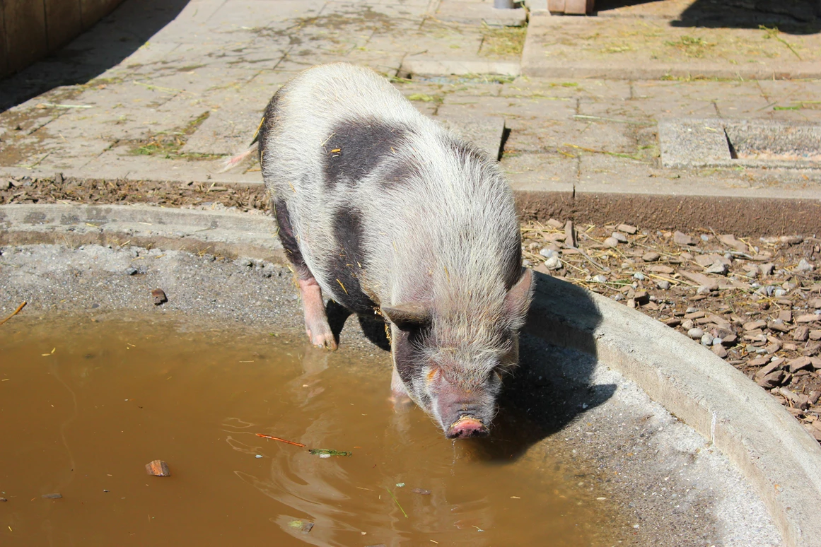 Ausflugsziel: Doppelmayr Zoo