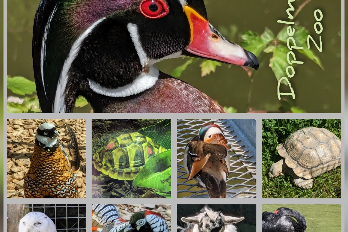 Ausflugsziel: Doppelmayr Zoo