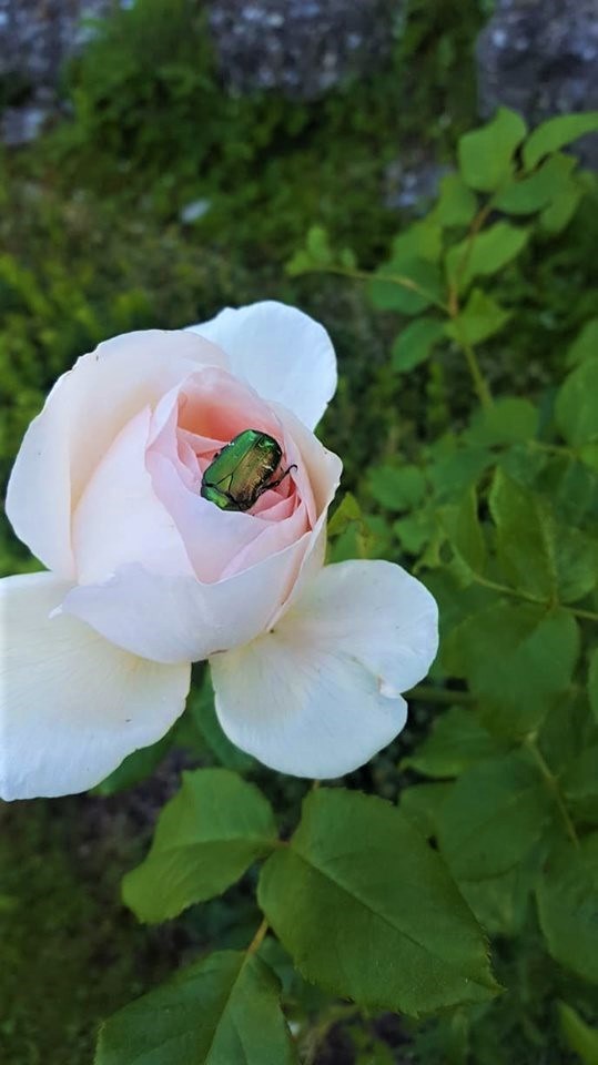 Ausflugsziel: Rose mit Käfer - Rosen- und Kräutergarten