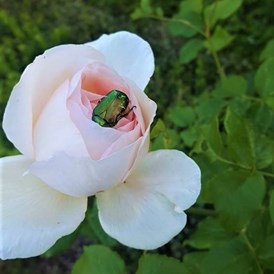 Ausflugsziel: Rose mit Käfer - Rosen- und Kräutergarten