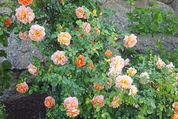 Ausflugsziel: Rosen - Rosen- und Kräutergarten