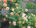 Ausflugsziel: Rosen - Rosen- und Kräutergarten