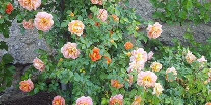Viaggio con bambini - Attersee am Attersee - Rosen- und Kräutergarten