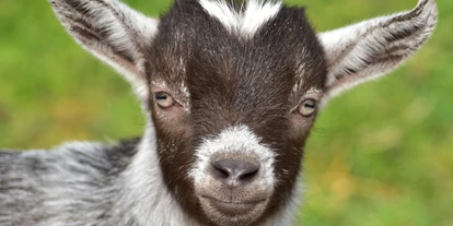 Ausflug mit Kindern - Gumpoldskirchen - Symbolbild für Ausflugsziel Explore the farm, ein Erlebnis auf Evis Ziegenfarm für die ganze Familie. Keine korrekte oder ähnlich Darstellung! - Explore the farm, ein Erlebnis auf Evis Ziegenfarm für die ganze Familie
